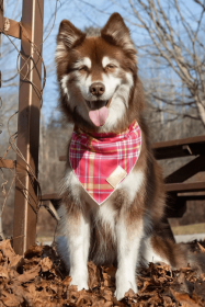 Wine Plaid Dog Bandana (size: S/M - 18in x 10in)